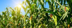 玉米苗一窝能栽2棵吗