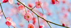 梅花象征着什么品质,代表什么人
