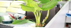 新房放什么植物除甲醛