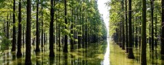 水杉为什么叫水杉