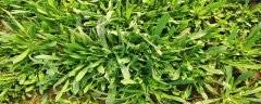 面条菜冬天可以种吗