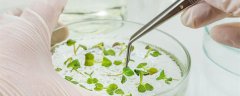 被子植物的胚乳是几倍体