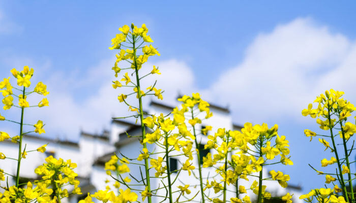 桃叶珊瑚繁殖方法 桃叶珊瑚繁殖方法