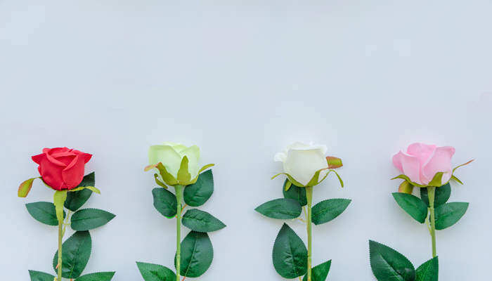 绿玫瑰花语是什么 绿玫瑰花语是什么