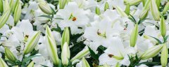 扎花怎么扎