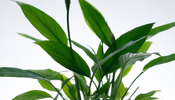 鸡血藤种植几年收割 鸡血藤种植几年收割