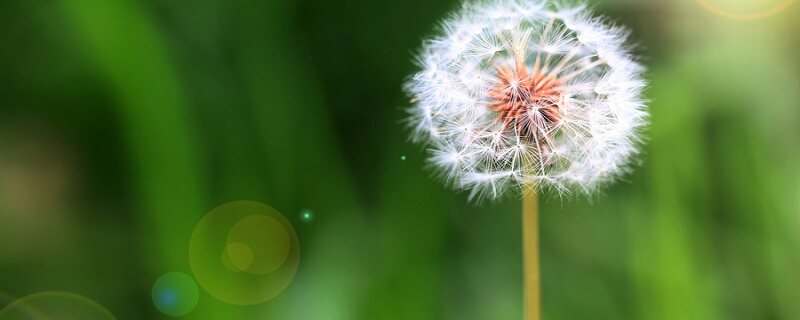 蒲公英什么季节飘飞