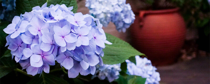绣球花又叫什么花 绣球花又叫什么花
