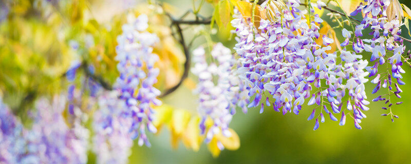 月上柳梢花自芳,打一花卉名 月上柳梢花自芳,打一花卉名