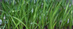 韭菜种植技术