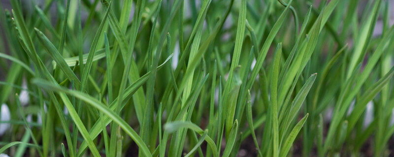 韭菜种植技术 韭菜种植技术