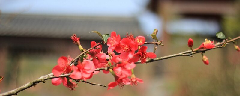 梅花的生长特性 梅花的生长特性