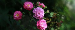月季花长什么样