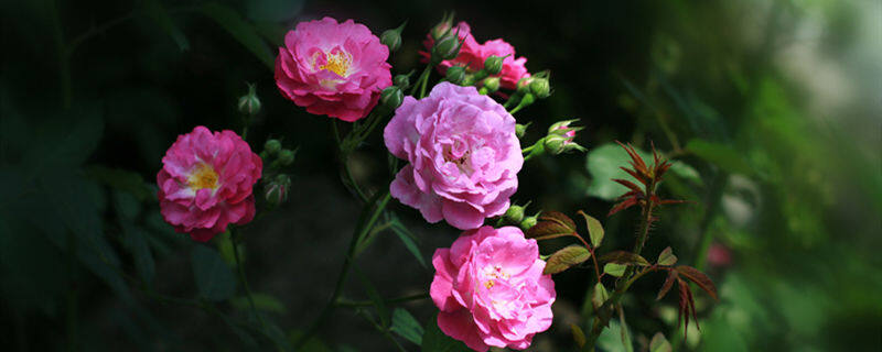月季花长什么样 月季花长什么样