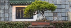罗汉松可以栽在住宅院子吗