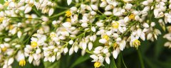 水仙花怎么水培