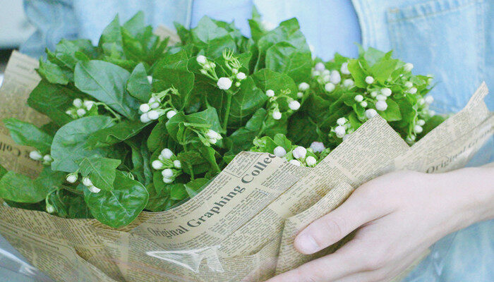 茉莉花什么季节开 茉莉花什么季节开