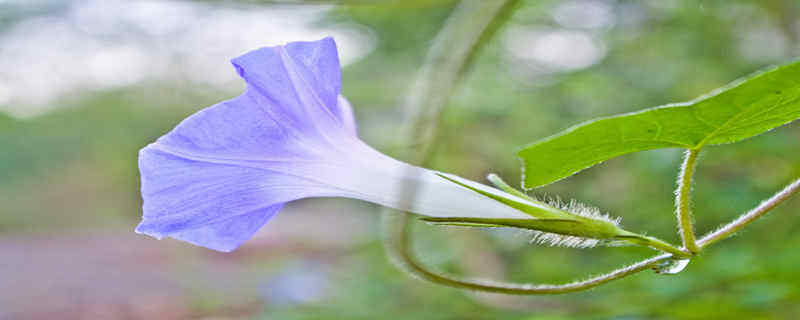 观察牵牛花的生长过程 观察牵牛花的生长过程