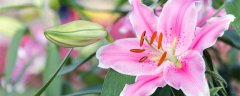 仙指兰怎么养才能开花