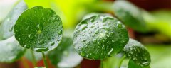 水培铜钱草水里要放什么肥料