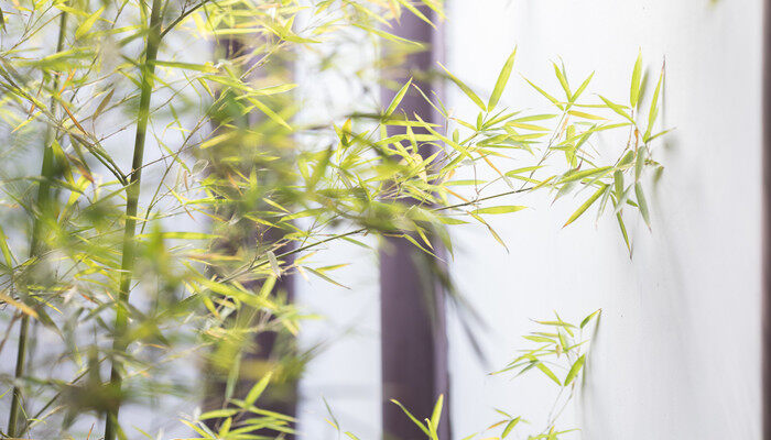 表达惜别之情的植物 表达惜别之情的植物