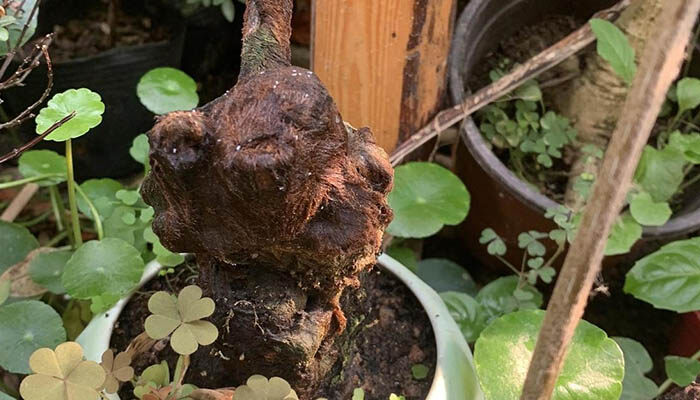 金毛狗蕨产地 金毛狗蕨产地