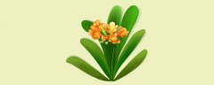 君子兰为啥不开花