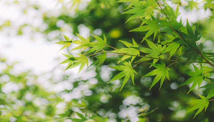 植物细胞基本结构包括什么 植物细胞基本结构包括什么