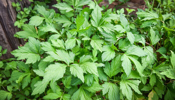 蒿属植物过敏指哪些 蒿属植物过敏指哪些