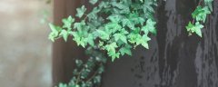 常青藤还是常春藤