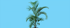 喜阴的室内大型植物花卉有哪些