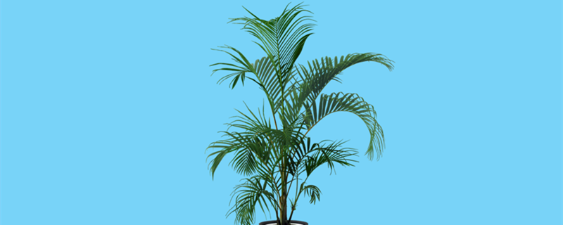 喜阴的室内大型植物花卉有哪些 喜阴的室内大型植物花卉有哪些