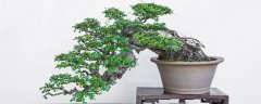 岭南盆景成为中国盆景一个地方流派公认时间是