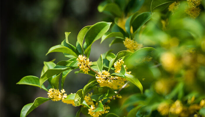 2021桂花今年怎么还没开花