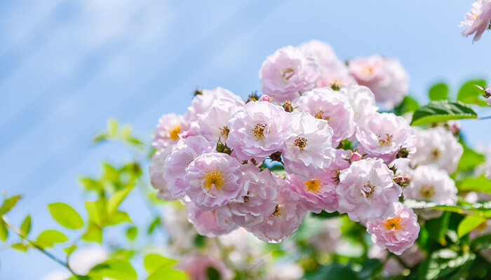 哪些花是时钟花 哪些花是时钟花