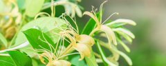 金银花怎么烘干