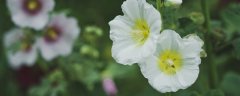 葫芦花的花语和含义