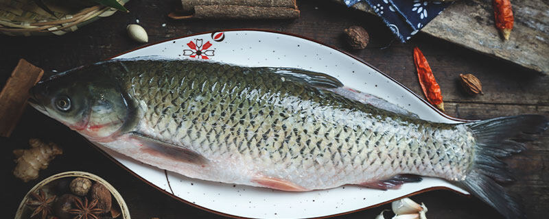 脆肉皖鱼怎么养殖