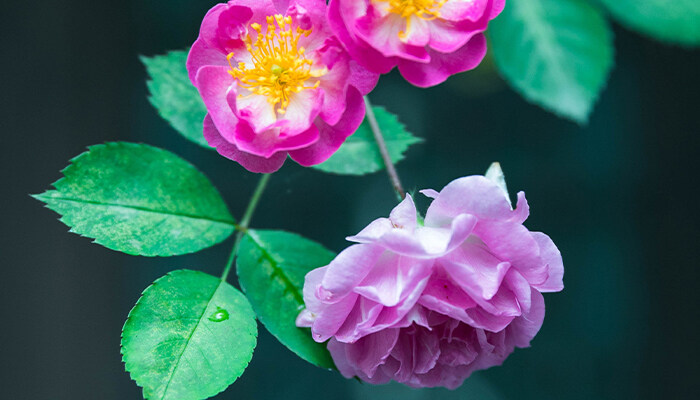 秋牡丹花语