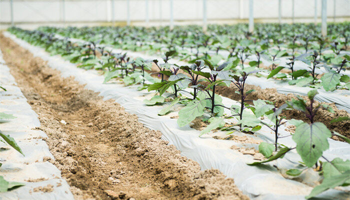 茄子种植方法和时间 茄子种植方法和时间