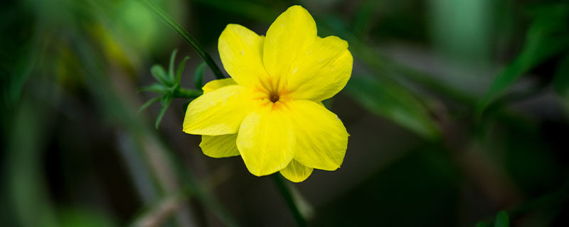 迎春花是什么季节开的 迎春花是什么季节开的