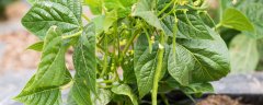 秋季四季豆的种植时间和种植方法