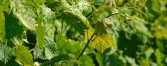 葡萄属于哪一种藤本植物