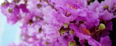 紫薇花什么季节开花