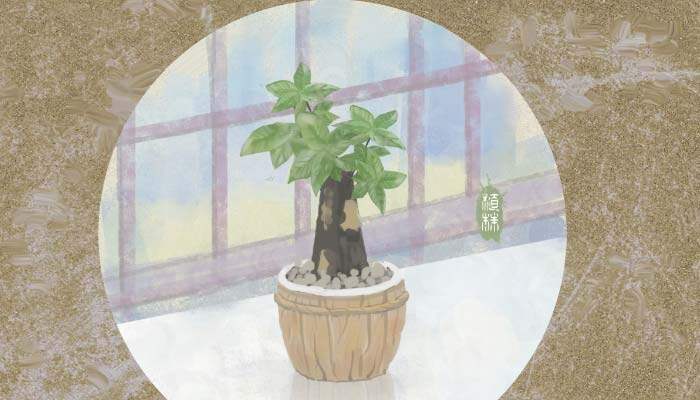 发财树冻死了天暖还会活过来吗? 发财树冻死了天暖还会活过来吗?