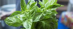 九层塔的种植方法和时间