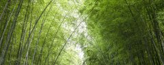 竹虫养殖技术