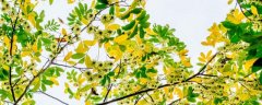 杨树的特点是什么