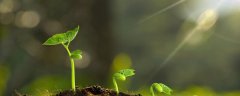 植物生长的三要素是什么?