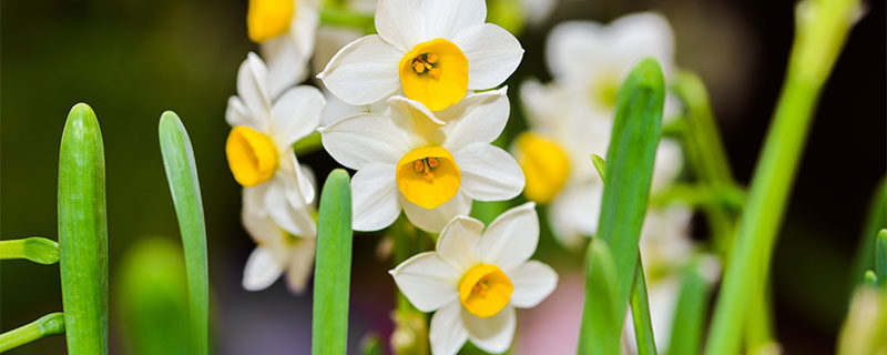 水仙花怎么打理 水仙花怎么打理